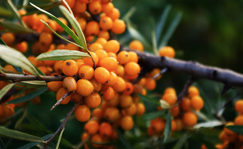 Sea-Buckthorn Oil